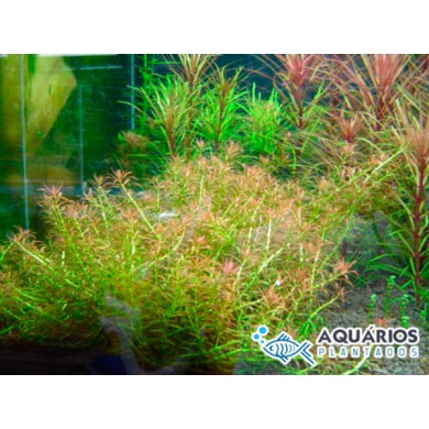 Rotala sp. “Goias” (Rotala mexicana “Goias”)