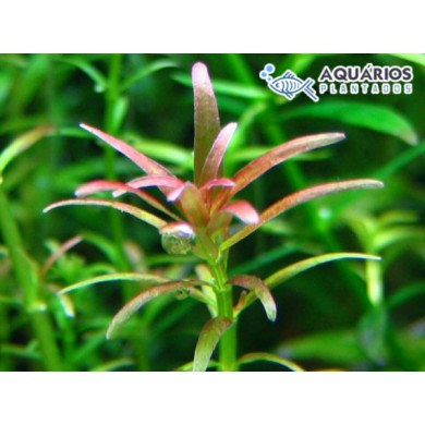 Rotala sp. “Goias” (Rotala mexicana “Goias”)