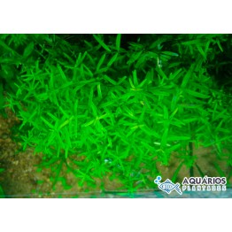 Rotala sp. “Green”