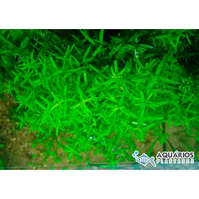 Rotala sp. “Green”