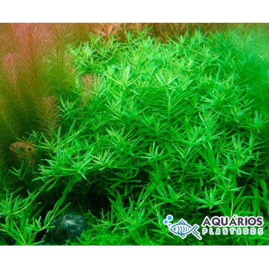Rotala sp. “Green”