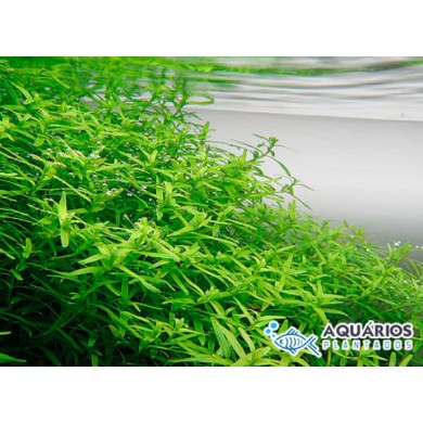 Rotala sp. “Green”
