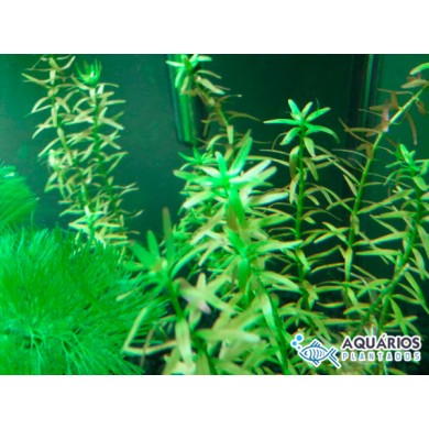 Rotala indica