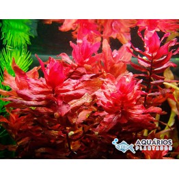 Rotala macrandra 