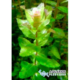 Rotala macrandra “Green”