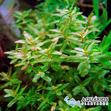 Rotala macrandra “Green”