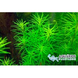 Rotala sp. “Nanjenshan”