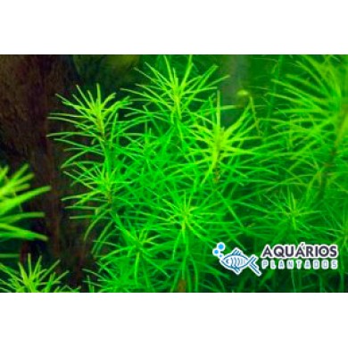 Rotala sp. “Nanjenshan”