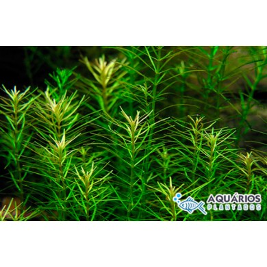 Rotala sp. “Nanjenshan”