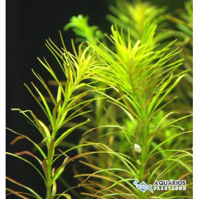 Rotala sp. “Nanjenshan”