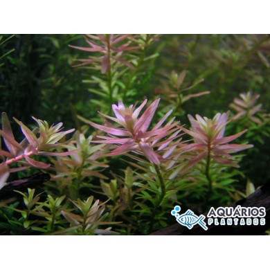 Rotala sp. “Pink”