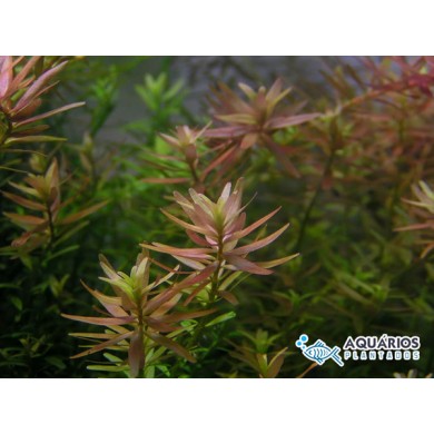 Rotala sp. “Pink”