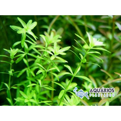 Rotala repens