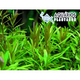 Rotala sp. “Ceylon”