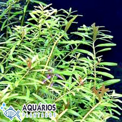 Rotala sp. “Ceylon”