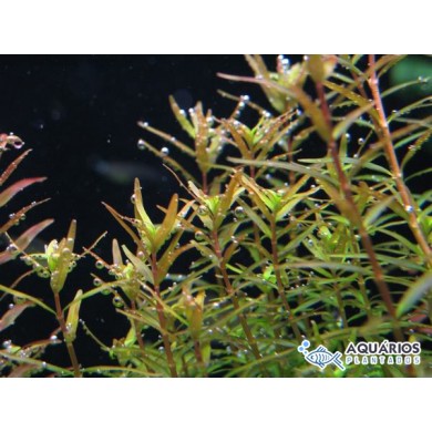 Rotala sp. (Francisco)