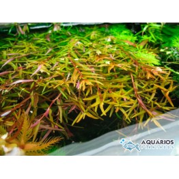 Rotala sp. (Francisco)