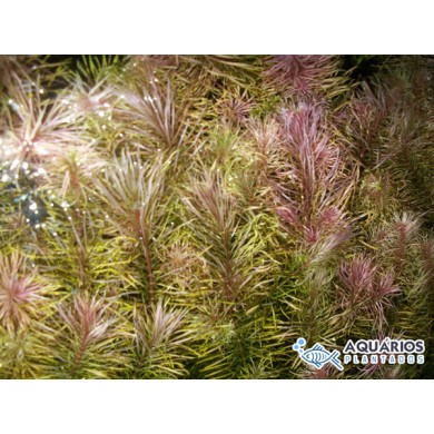 Rotala wallichii “Long leaf”