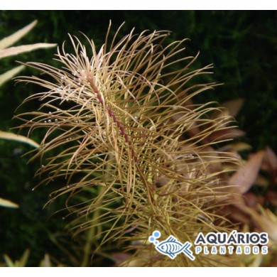 Rotala wallichii “Long leaf”