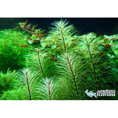 Rotala sp. “Vietnan” 