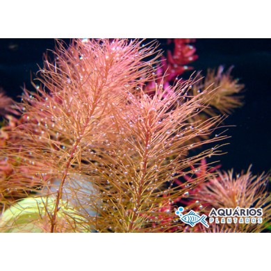 Rotala wallichii 