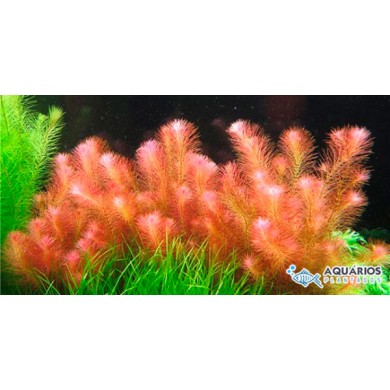 Rotala wallichii 