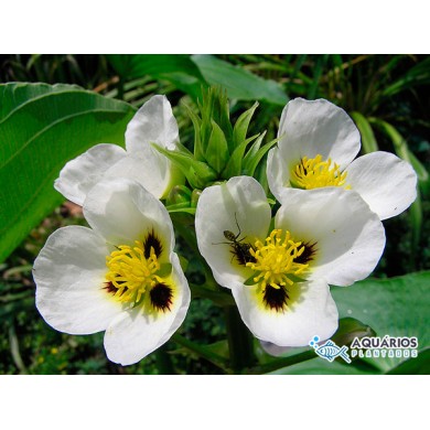 Sagittaria montevidensis (Aguapé-de-flecha)