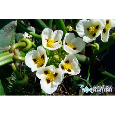 Sagittaria montevidensis (Aguapé-de-flecha)