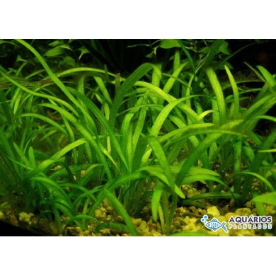 Sagittaria subulata “Pusilla”