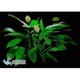 Spathiphyllum cannifolium