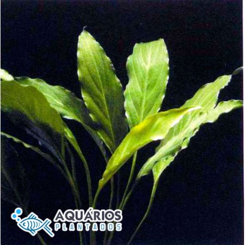 Spathiphyllum wallisii (Lírio-da-paz) - Aquários Plantados