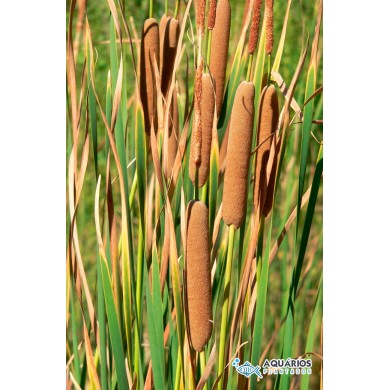 Typha domingensis (Taboa)