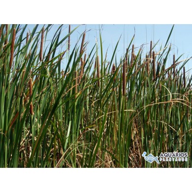 Typha domingensis (Taboa)