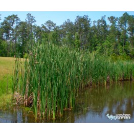 Typha domingensis (Taboa)