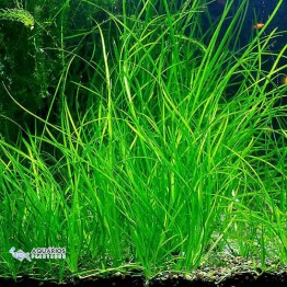 Vallisneria nana 