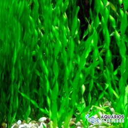 Vallisneria spiralis var. Tortifolia