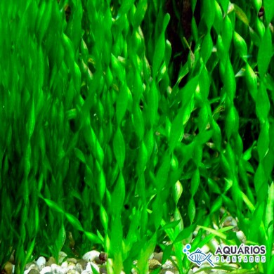 Vallisneria spiralis var. Tortifolia