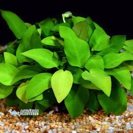 Anubias barteri var. nana